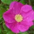  Rosa rugosa 'Scabrosa' est un hybride de rugosa  remontant.