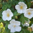  Rosa soulieana est un rosier ancien non remontant.