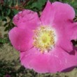  Rosa sweginzowii 'Macrocarpa' est un rosier ancien.