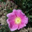  Rosa woodsii var. fendleri est un rosier cinnamomeae non remontant.