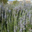 Jardin botanique de Bordeaux