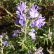 Photo de fleurs de romarin prostré prise par les Pépinières HUCHET