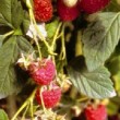 Framboisier 'Meeker', petits fruits rouges du jardin