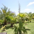 Jardin botanique de Funchal à Madère en juin.