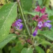 Fleurs de sauge officinale dans un jardin.