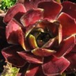 Grosses rosettes rougeâtre du sempervivum 'Othello'