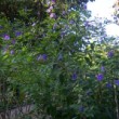 Jardin public de Bordeaux