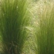 Cheveu d'ange ou Stipa tenuifolia dans un jardin