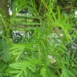 Pied de tanaisie vulgaire dans un jardin.