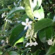 Photo de jasmin étoilé en fleur prise par les Pépinières HUCHET 