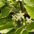  Trachelospermum jasminoïdes 'Variegatum ou jasmin étoilé 