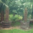 Palmier de Chine en pot.