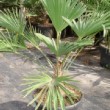 Très beau palmier miniature de chusan en production