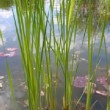 Feuillage de Typha angustifolia.