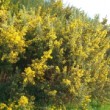Photo d'ajonc en fleur prise par les Pépinières HUCHET 