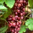 Très beaux fruits de vitis 'Muscat de Hambourg', pour le jardin 
