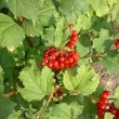 Photo de fruits de viorne obier prise par les Pépinières HUCHET