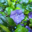 Pervenche en fleur dans un jardin privé