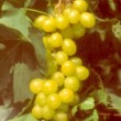 Magnifique grappe de fruits dorés de Vitis 'Chasselas doré'