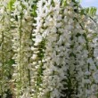  Wisteria floribunda 'Alba'  est une glycine à très belles fleurs blanches.