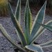 Agave, Agave panachée, Agave américaine panachée