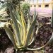 Agave