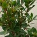 Arbousier 'compacta', Arbre à fraises, Arbousier commun, Arbousier