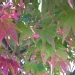 Acer palmatum 'Osakazuki'