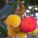 Arbutus unedo