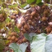 Souris végétale, Actinidia de chine, Groseille de chine, Kiwi 'hayward'