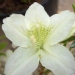 Azalea 'White Lady'