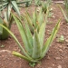 Aloe vera, Aloès officinal, Aloès vrai