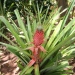 Ananas comosus