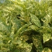 Aucuba japonica 'Crotonifolia'