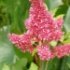 Astilbe arendsii 'Gertrud Brix'