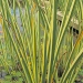 Acore calame, Acore aromatique, Lis des marais, Roseau aromatique, Acore à feuilles panachées