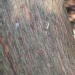 Arbutus unedo
