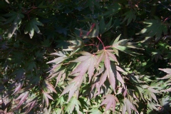 Photo de Acer palmatum
