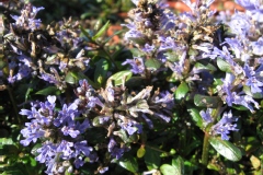Bugle 'chocolate chip', Ivette, Bugle rampant 'chocolate chip'