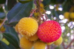 Arbre à fraises, Arbousier commun, Arbousier