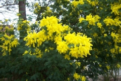 Mimosa d'hiver, Mimosa, Mimosa d'hiver 'gaulois'