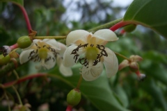 Actinidie, Actinidia