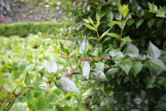 Abelia X grandiflora