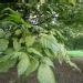 Acer negundo