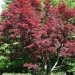 Erable du japon, Erable pourpre du japon, Erable japonais, Erable 'atropurpureum'