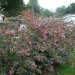 Abelia X grandiflora 'Sherwood'