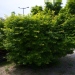 Acer palmatum