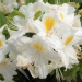 Azalée de chine 'persil'