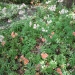 Alstroemeria