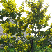 Acacia dealbata